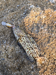 カンモンハタの釣果