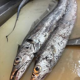 タチウオ