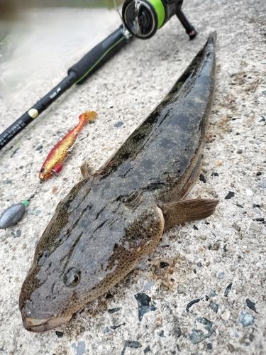 マゴチの釣果