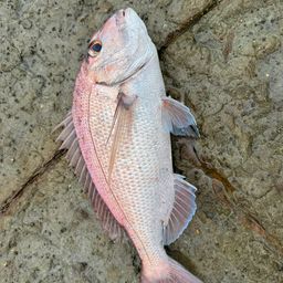 タイ