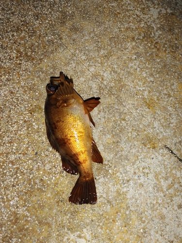 クロメバルの釣果