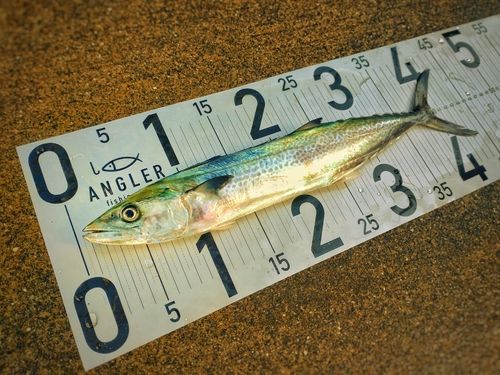 サゴシの釣果