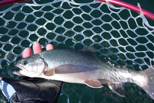 ミヤベイワナの釣果