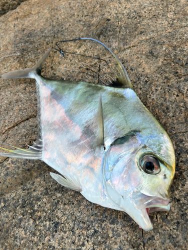 イトヒキアジの釣果