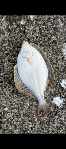 カレイの釣果
