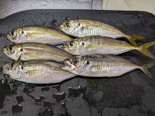 アジの釣果