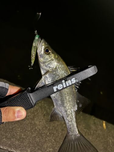 セイゴ（マルスズキ）の釣果