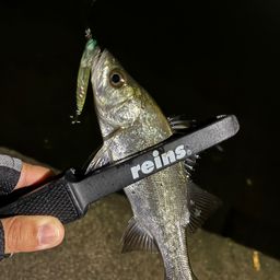 セイゴ（マルスズキ）