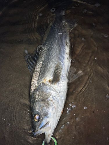仙台サーフ