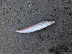 シロギスの釣果