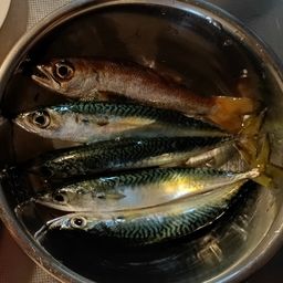 サバ