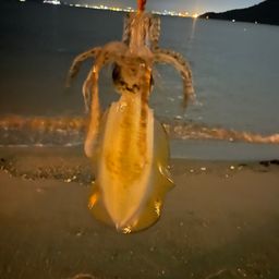 アオリイカ