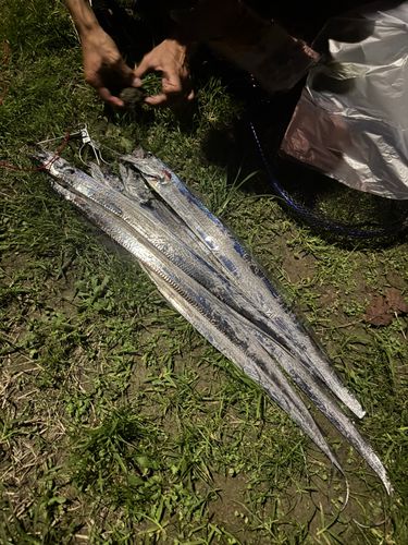タチウオの釣果