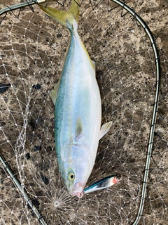フクラギの釣果