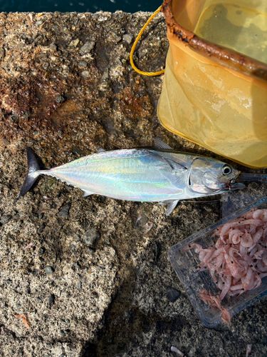 ソウダガツオの釣果