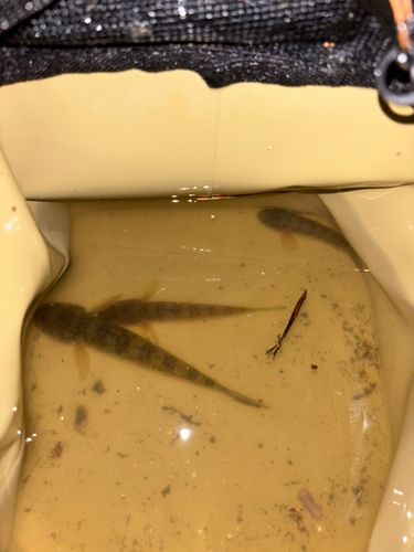 マハゼの釣果