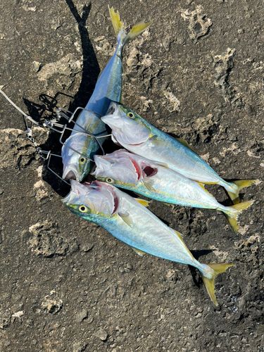 イナダの釣果