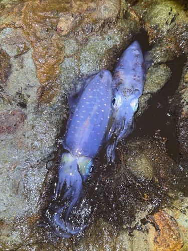イカの釣果