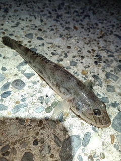 マハゼの釣果