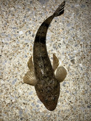 マゴチの釣果
