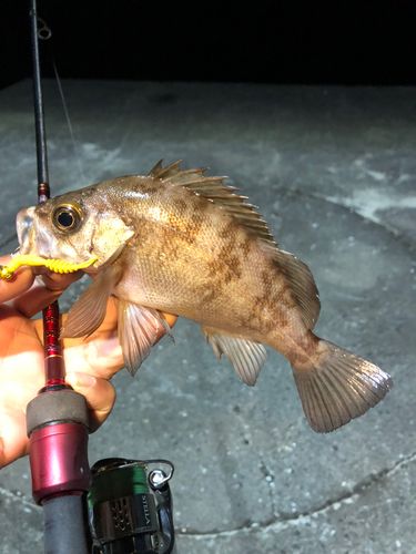 メバルの釣果