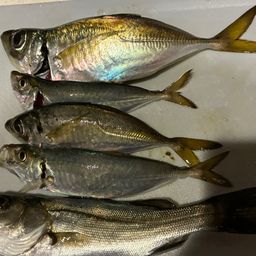 アジ
