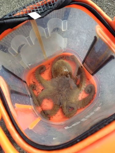 マダコの釣果