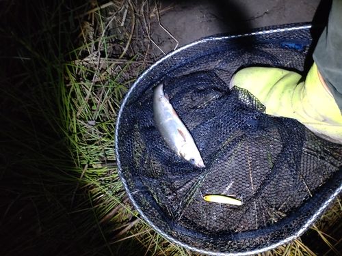 マルタウグイの釣果