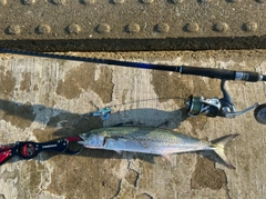 サゴシの釣果
