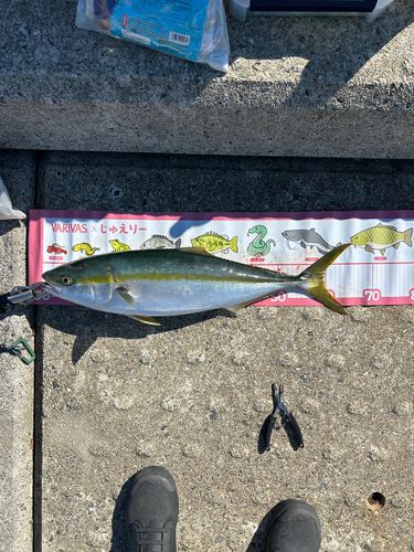 メジロの釣果