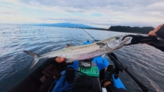 サゴシの釣果