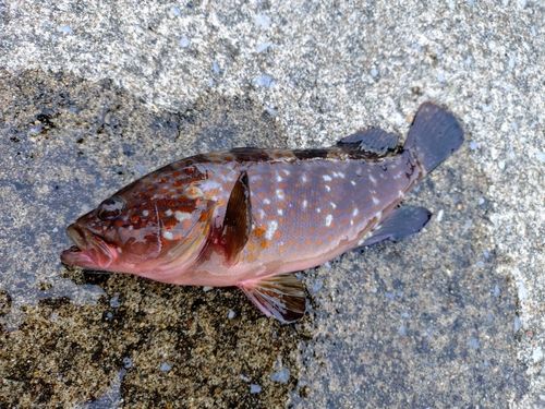 キジハタの釣果