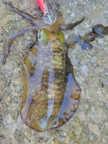 アオリイカの釣果