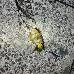 アオリイカ
