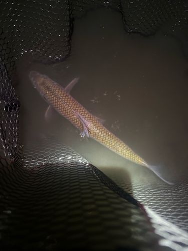 ニゴイの釣果