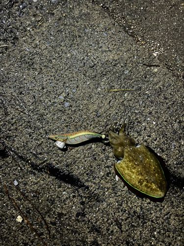 モンゴウイカの釣果