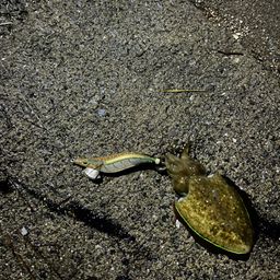 モンゴウイカ