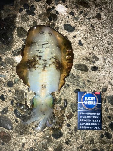 アオリイカの釣果