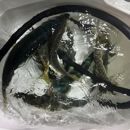 アジ