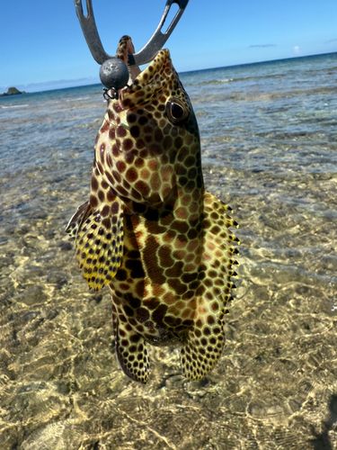 イシミーバイの釣果