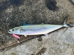 サゴシの釣果