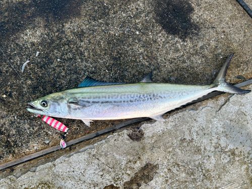 サゴシの釣果