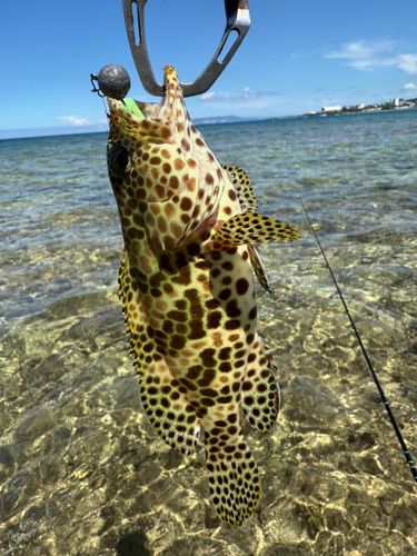 イシミーバイの釣果