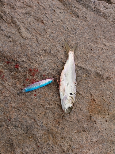 コノシロの釣果