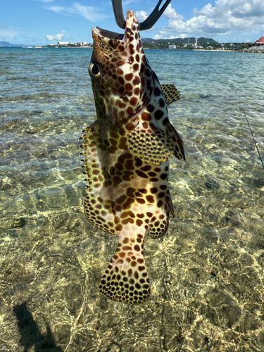 イシミーバイの釣果