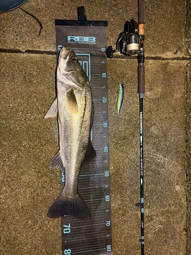 シーバスの釣果