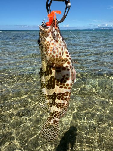 イシミーバイの釣果