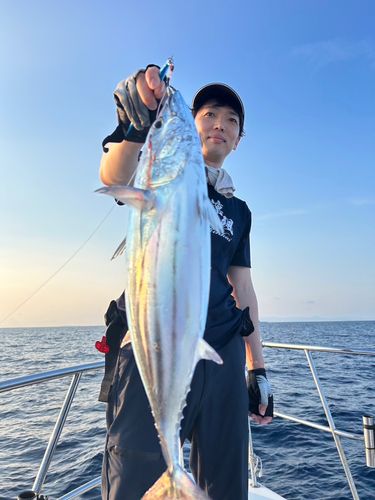 カツオの釣果