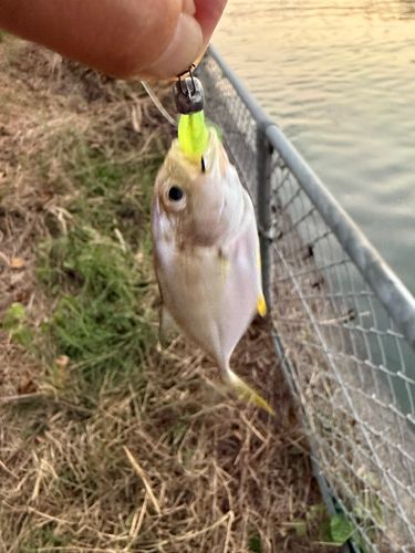 メッキの釣果