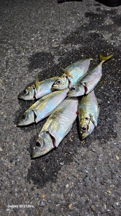 アジの釣果